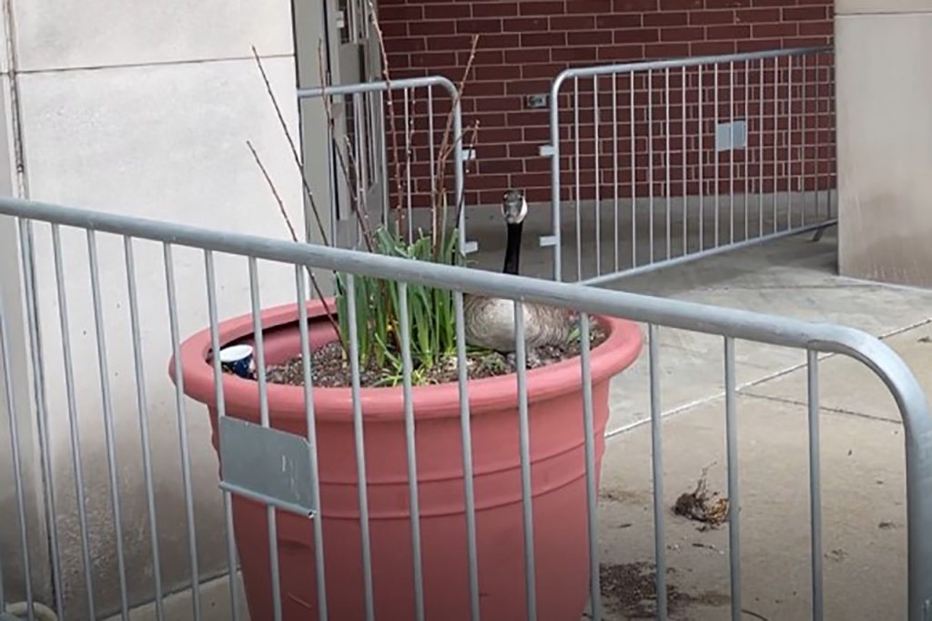 A Canada goose nesting in a planter on Illinois State University's campus